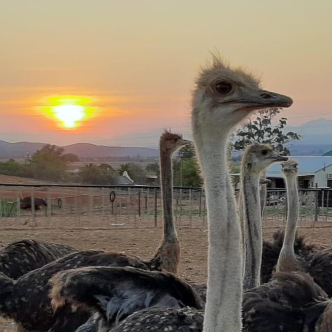 Apartamento Pureplaas Self Catering Volmoed Oudtshoorn Klein Karoo Exterior foto